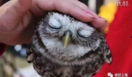 平安大爷最新爆料猫头鹰,猫头鹰生成背后的神秘力量