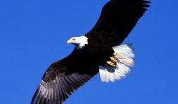 常州老鹰爆料最新消息新闻,揭秘重大新闻事件内幕