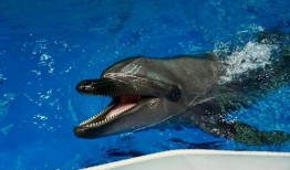 昆明海豚湾爆料视频最新,真相令人震惊！