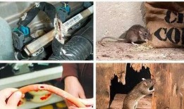 最新老鼠爆料视频,惊人内幕曝光！