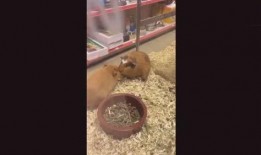 最新老鼠爆料视频,惊人内幕曝光！