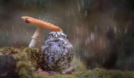 平安大爷最新爆料猫头鹰,猫头鹰生成背后的神秘力量