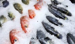 鳕鱼最新爆料新闻视频播放,揭秘视频背后的惊人真相